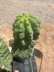 👑💎 Glorp — 6.5” Pup