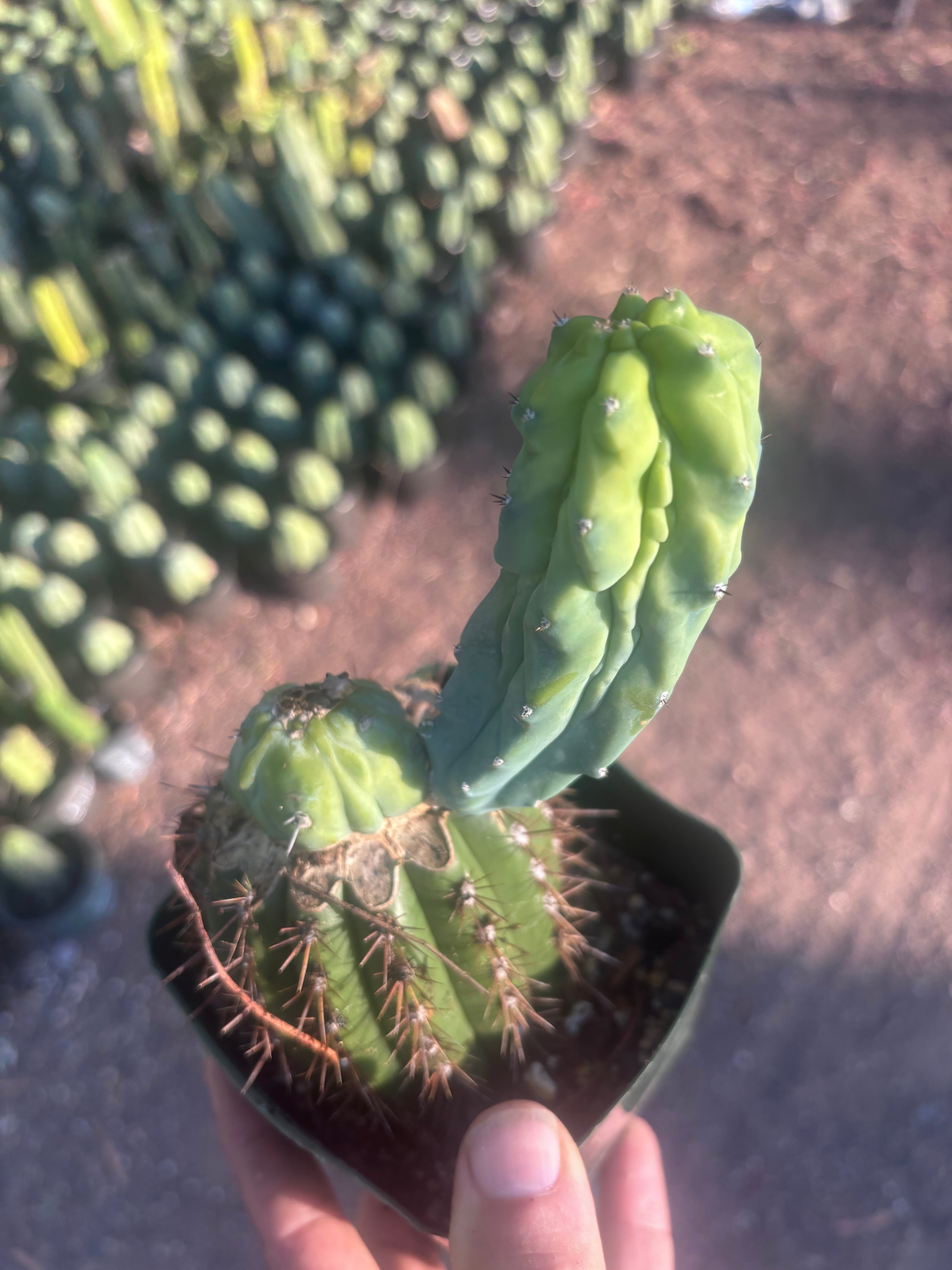 👑💎 Grecas — Rooted Butt Graft with Pup