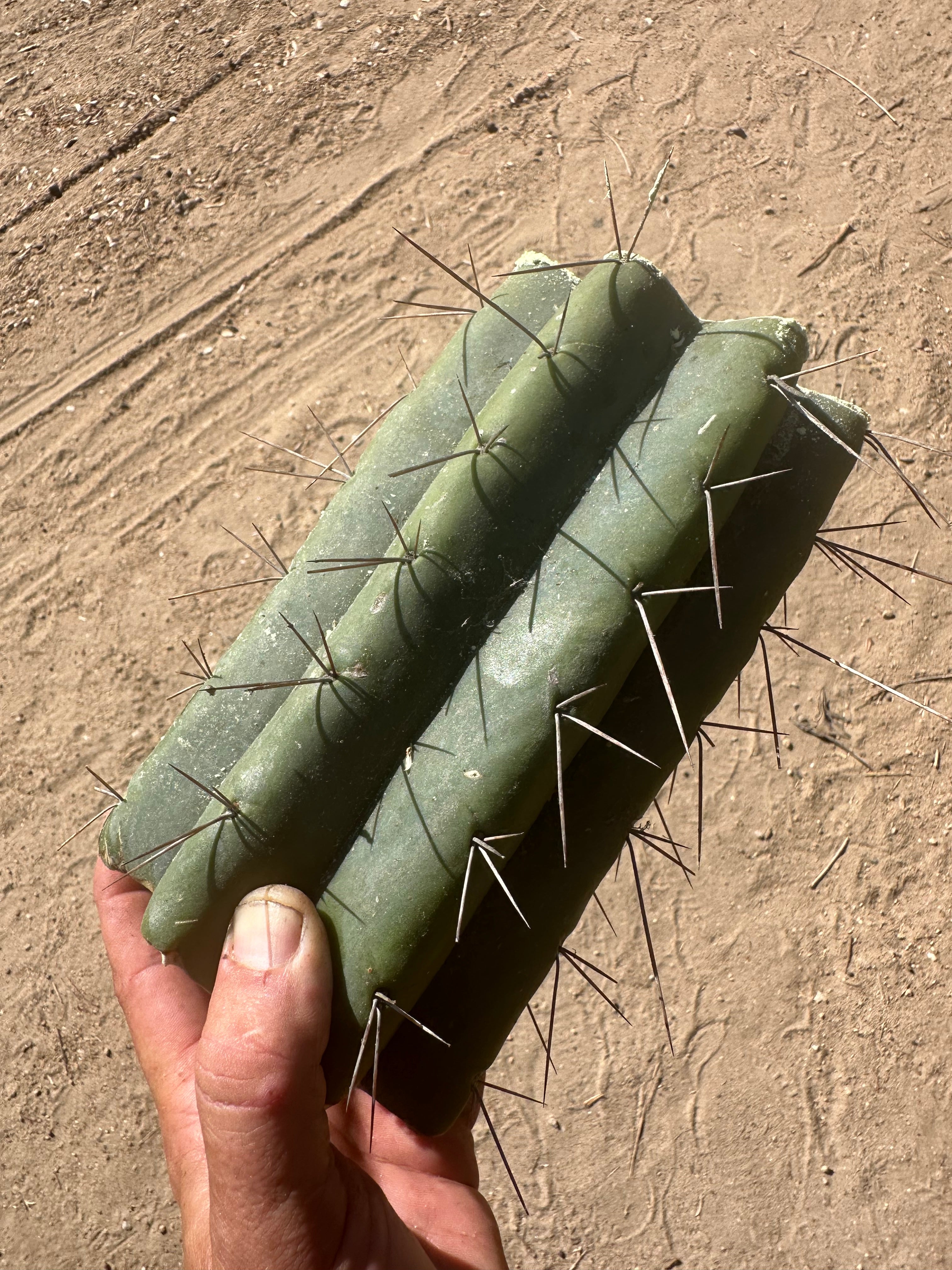 🌶️🌶️⚠️ E.R. — 9” Mega Mid (One More)