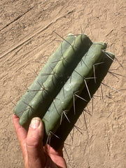 🌶️🌶️⚠️ E.R. — 9” Mega Mid (One More)