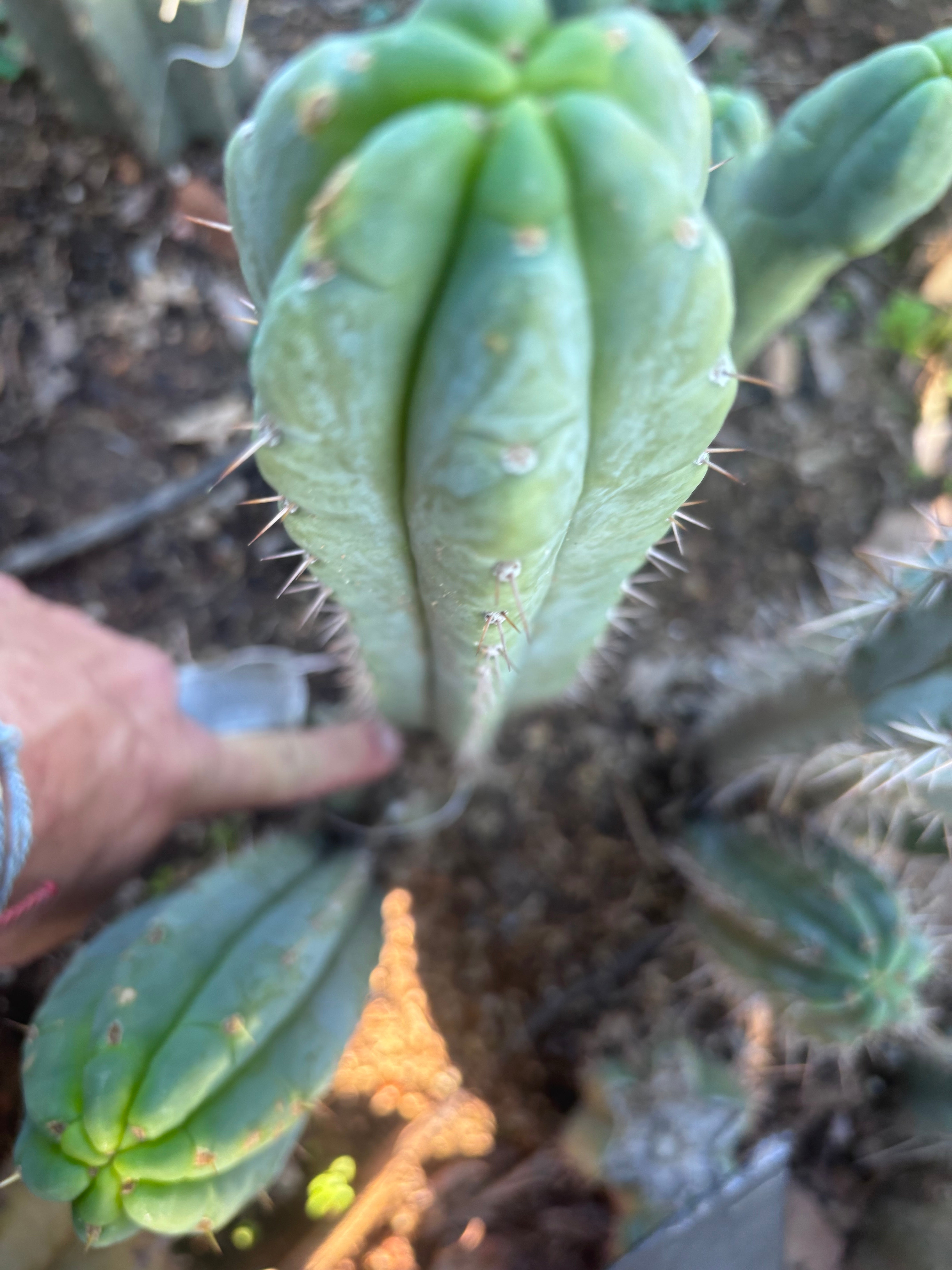 💎👑🌶️🌶️ Austy’s Bomb — 10” Pup