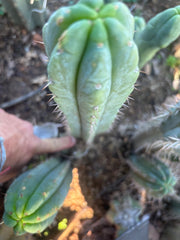 💎👑🌶️🌶️ Austy’s Bomb — 10” Pup