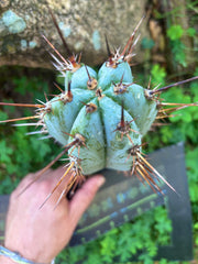 👑💎 BP03 “Pink Elephant” — 9” Tip