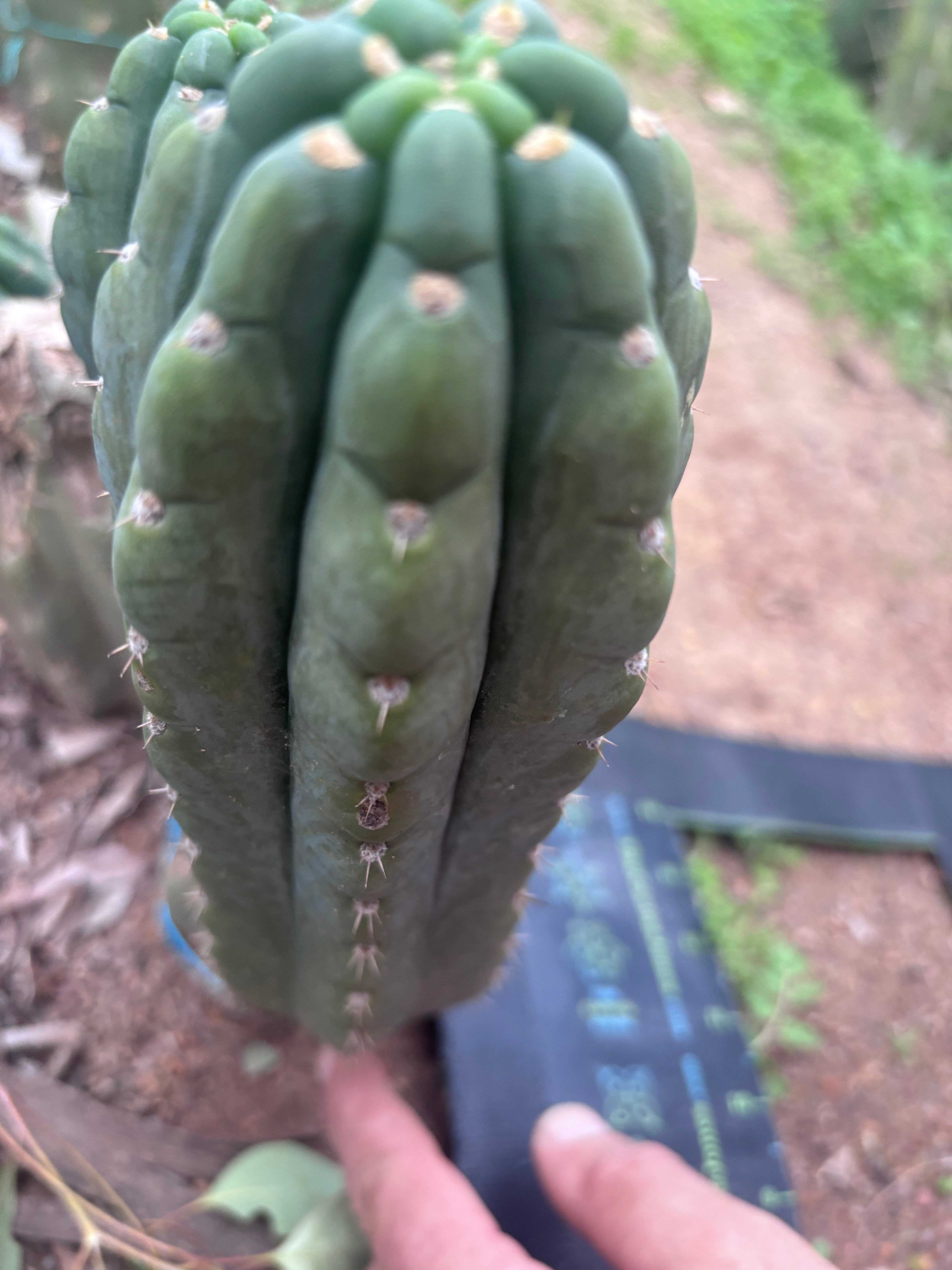 👑🌶️  Ichoca — 8.5” Pup