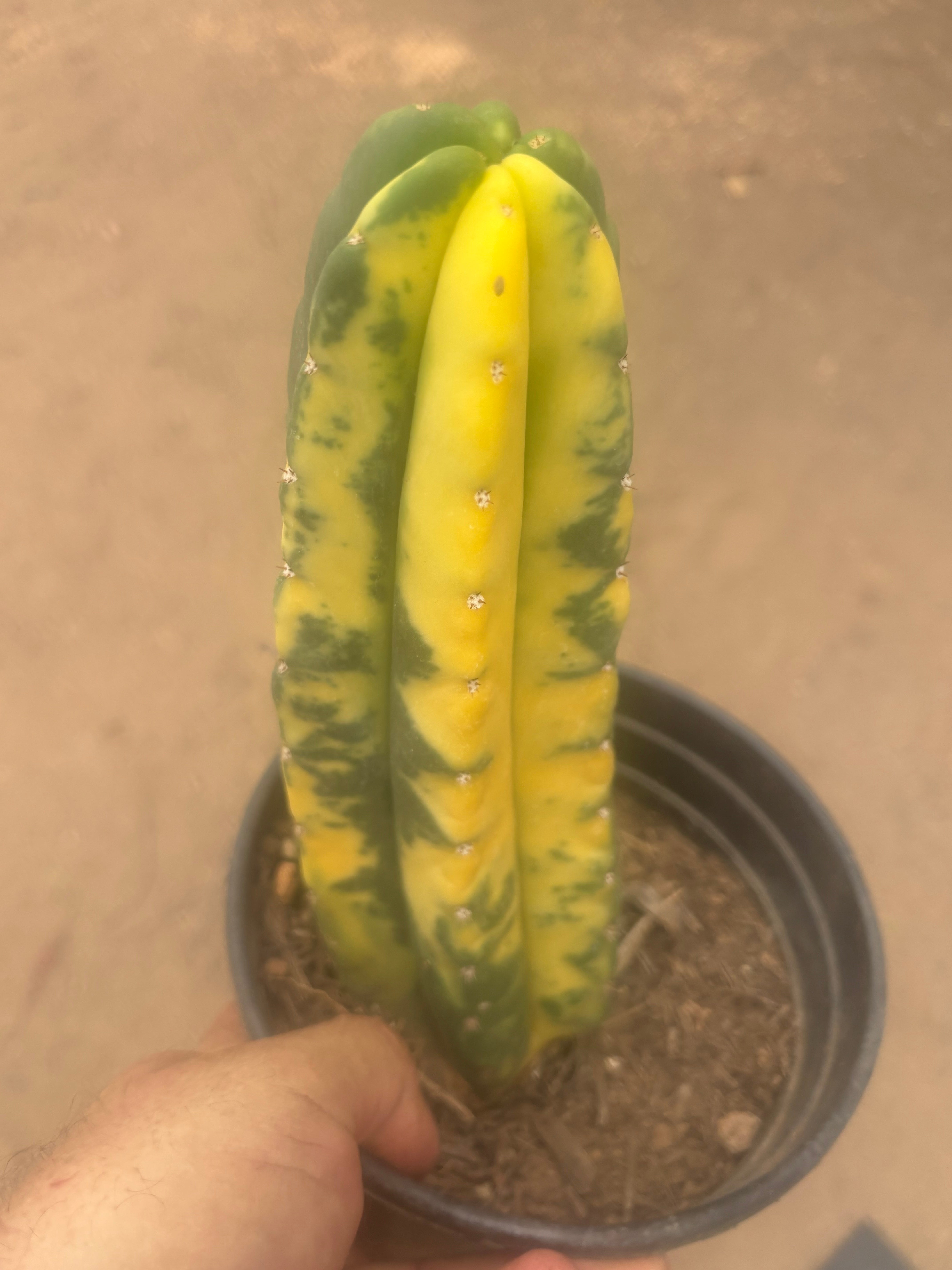 💎🔰💎💎 FVV3  — Fully Rooted 8” Pup