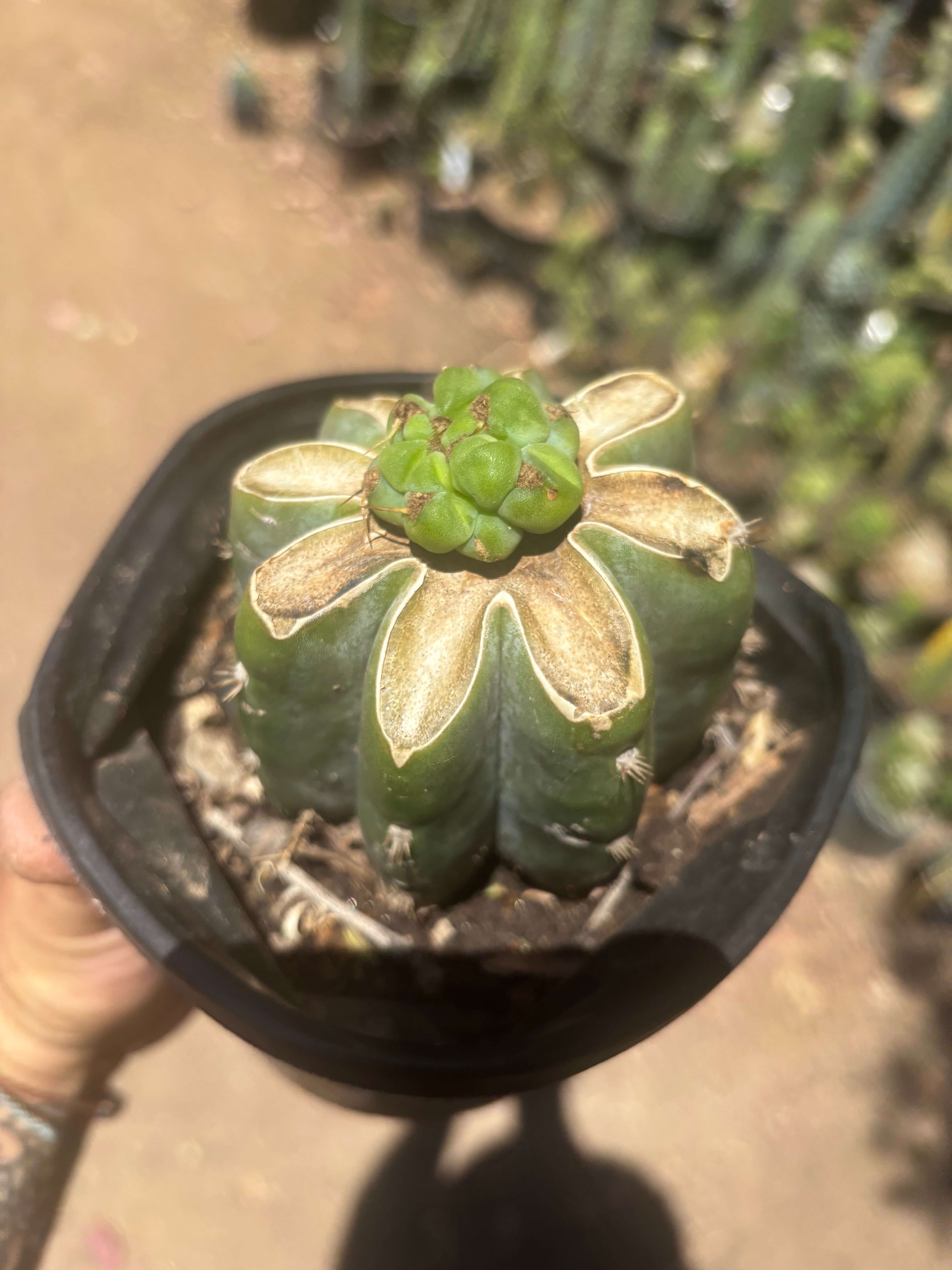 💎🌶️🌶️ NOM — Pup Graft On Rooted Shine01