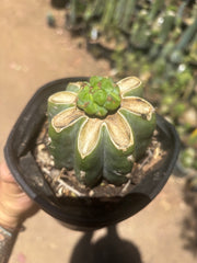 💎🌶️🌶️ NOM — Pup Graft On Rooted Shine01