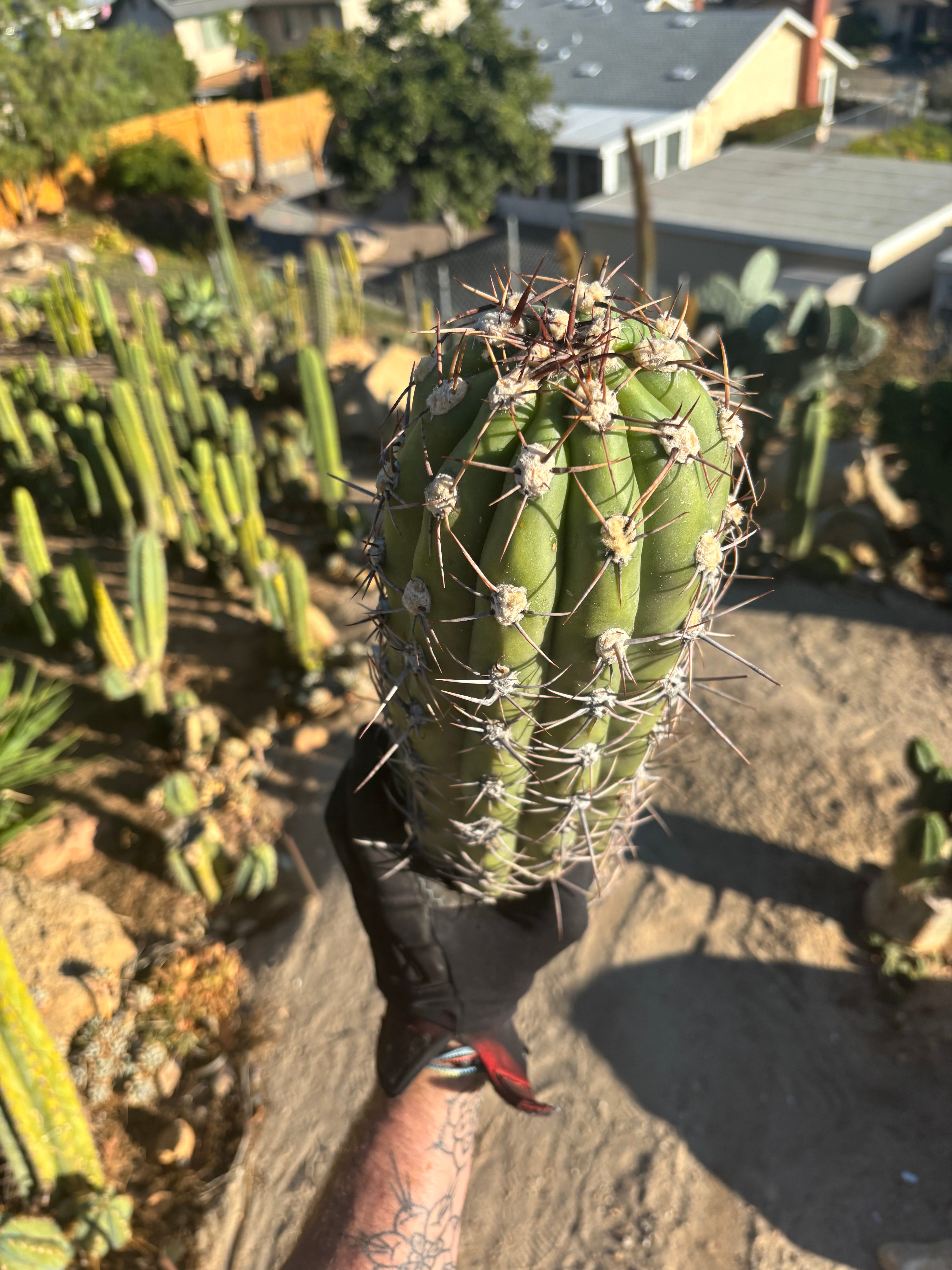 💎 TAQ — *MASSIVE* 18” Tip