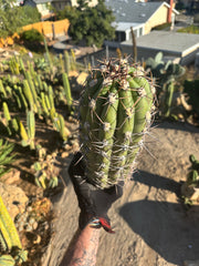 💎 TAQ — *MASSIVE* 18” Tip