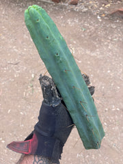 👑🌶️🌶️  Jiimz Twin Spine — 13” Tips (4)