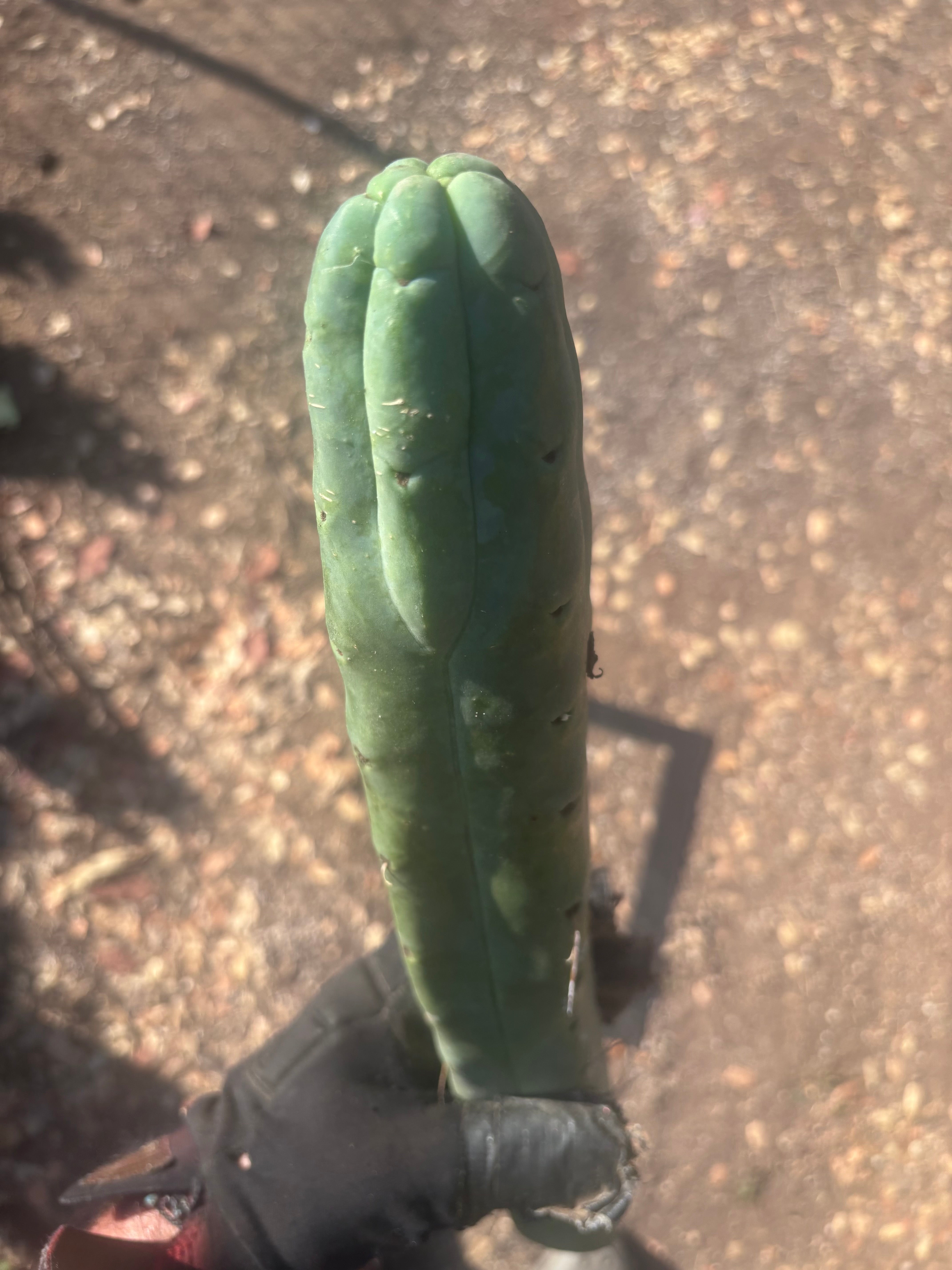 👑🌶️🌶️  Jiimz Twin Spine — XL 16” Tip