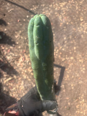 👑🌶️🌶️  Jiimz Twin Spine — XL 16” Tip