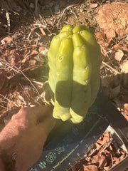 👑🌶️🌶️ Ogun — Another 9” Pup