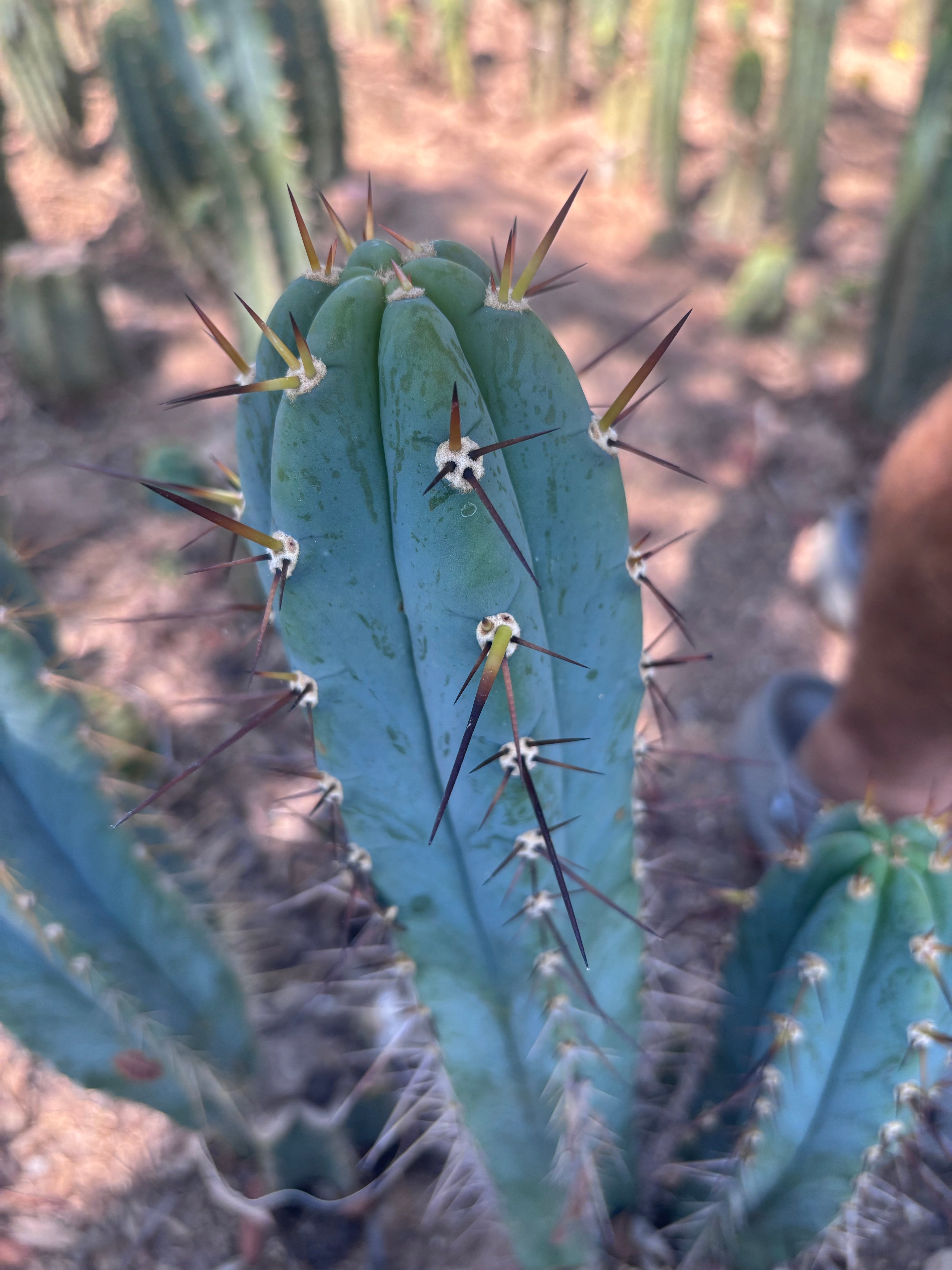 💎👑💎 Rosei 2 — XL 15” Pup