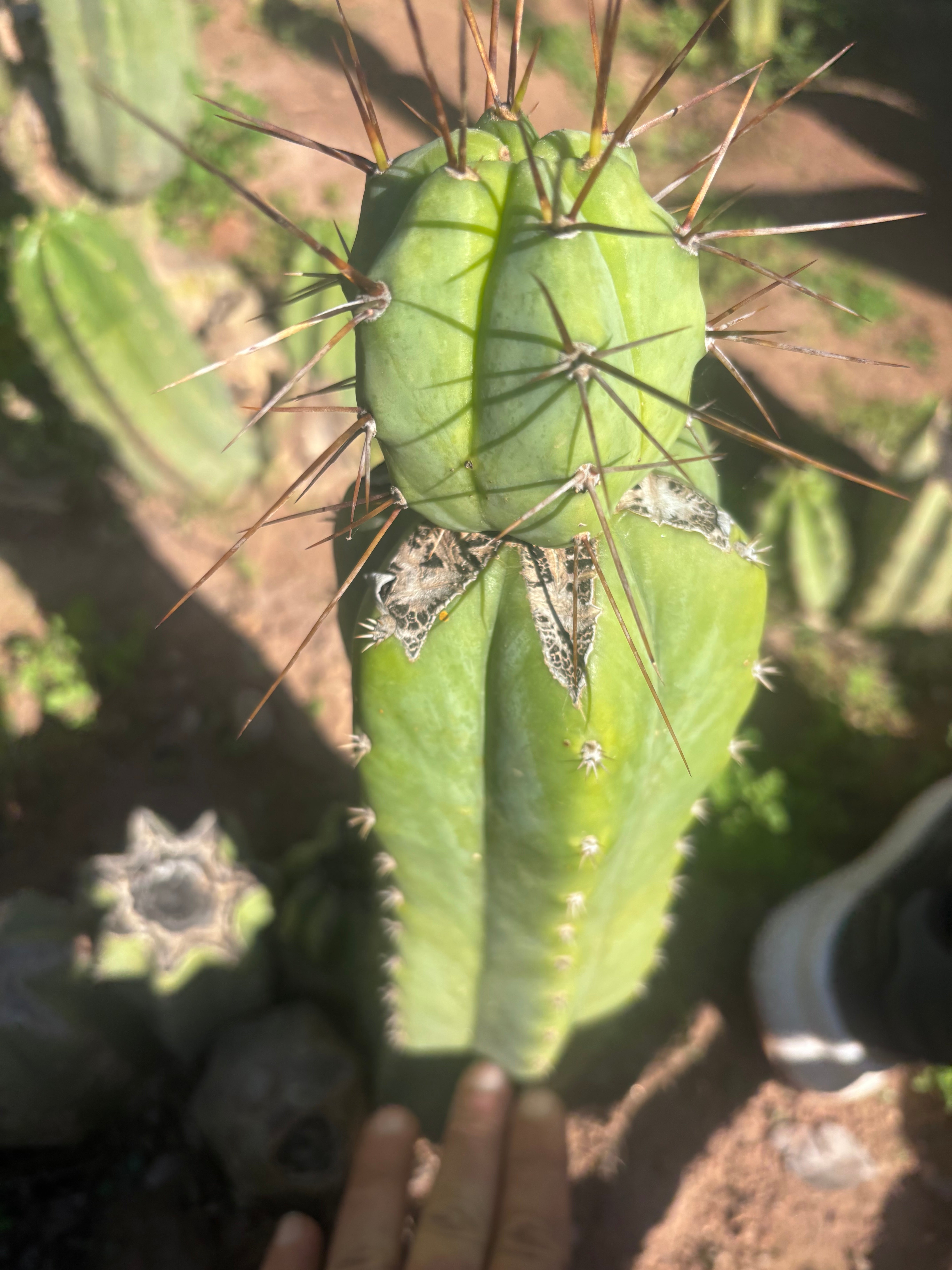 👑💎🌶️  CSD — Another Beefy Tip Graft