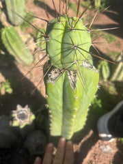 👑💎🌶️  CSD — Another Beefy Tip Graft