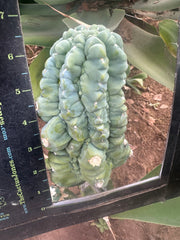 *👑💎 Glorp! — Thick 7” Tip