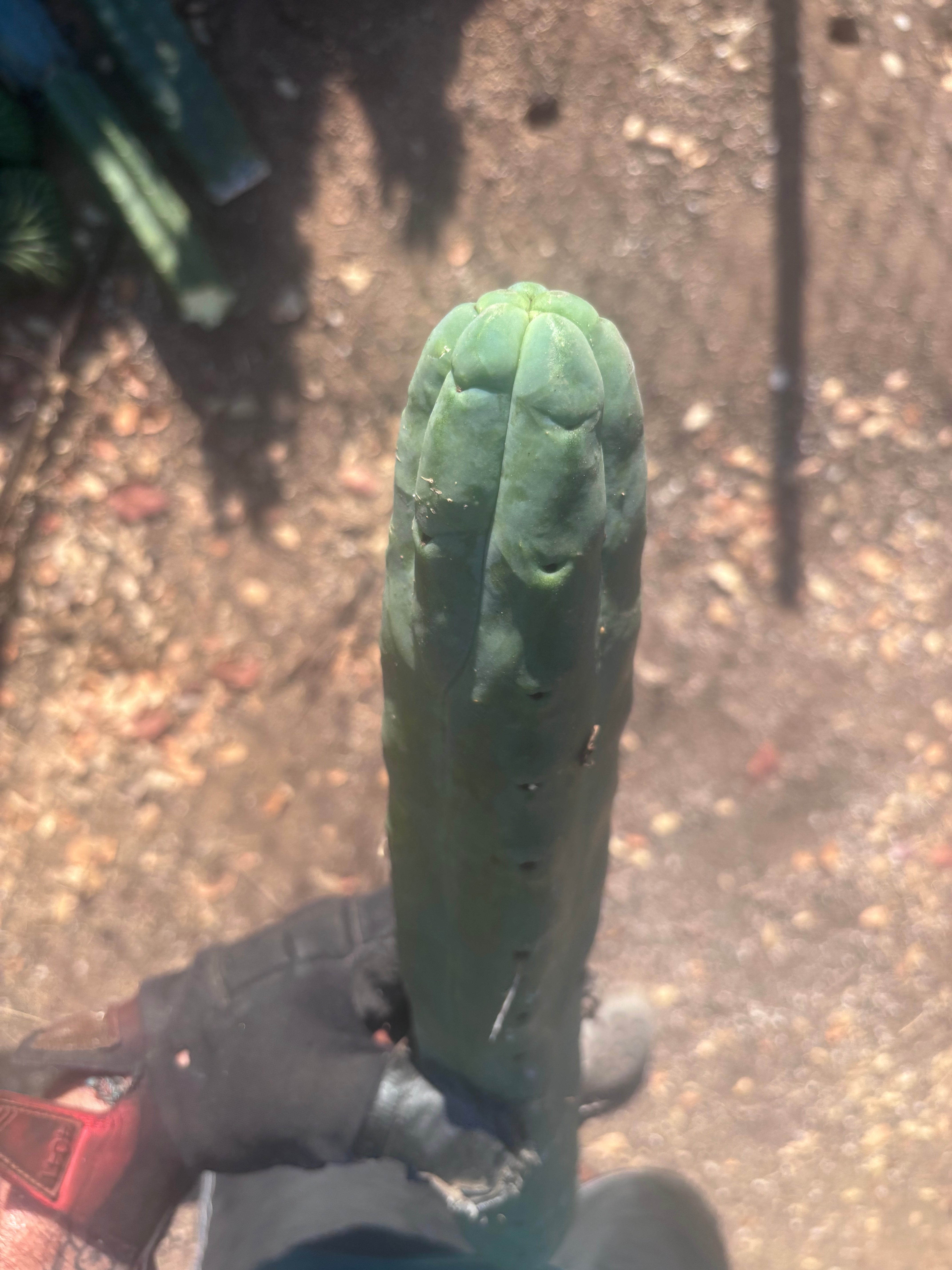 👑🌶️🌶️  Jiimz Twin Spine — XL 16” Tip