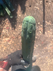 👑🌶️🌶️  Jiimz Twin Spine — XL 16” Tip