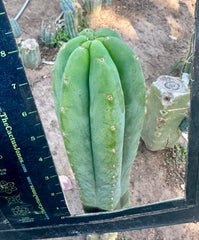 💎👑🌶️ LMP — 9” Tip