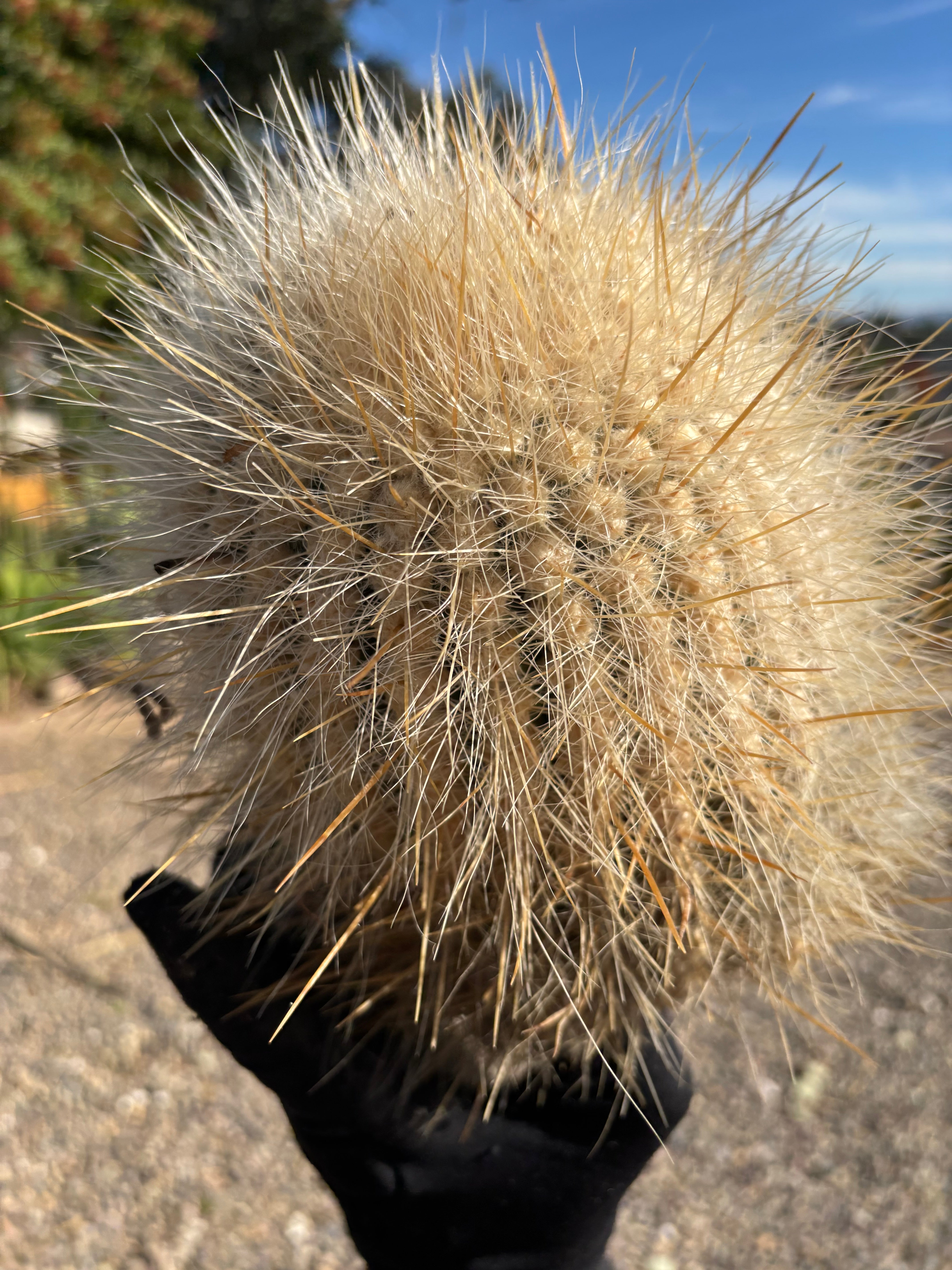 💎 The Fuzz — Big Fur Melon