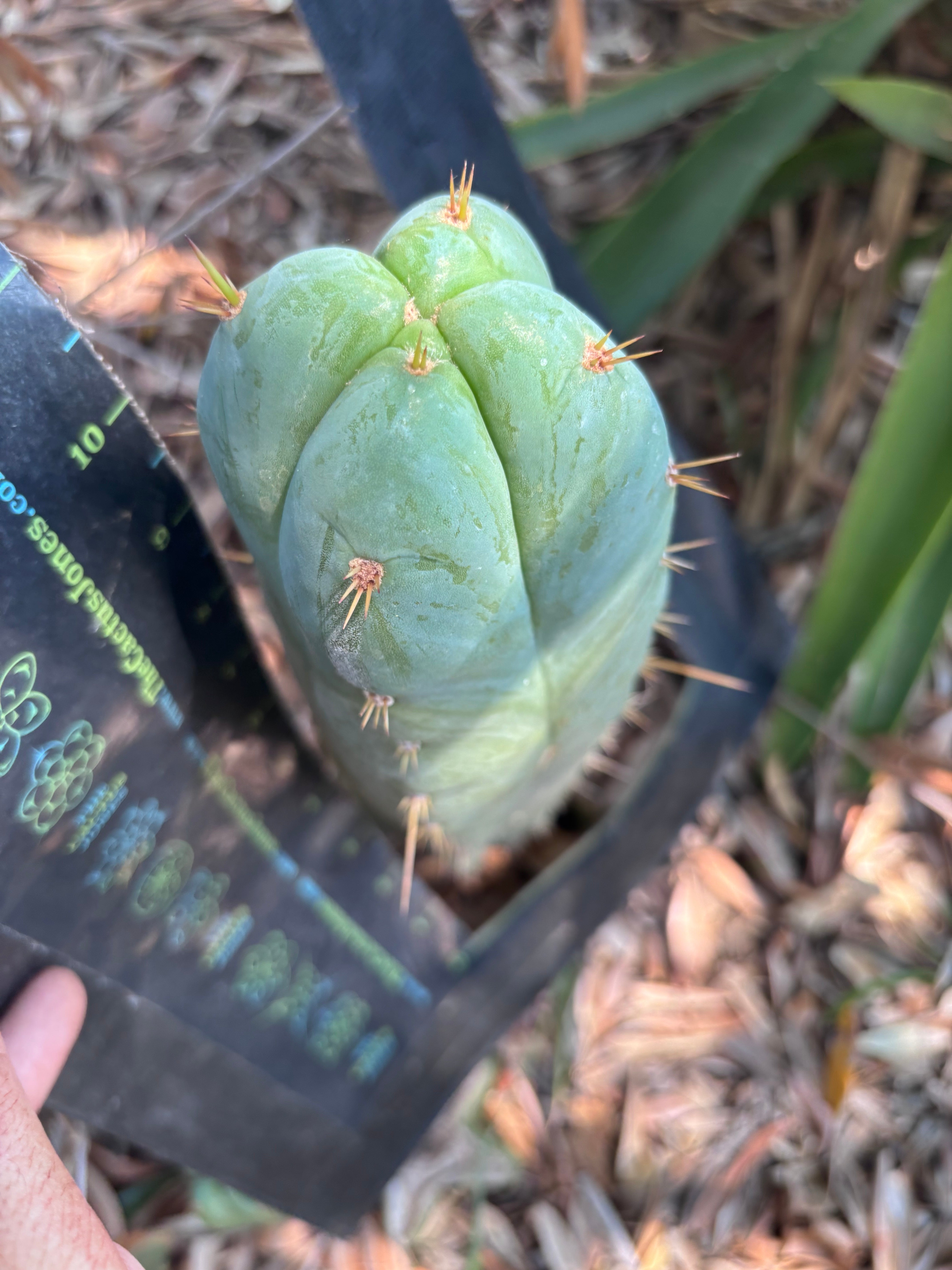 👑 Lotusland Huanu —  Irresistible FourWang 11” Pup