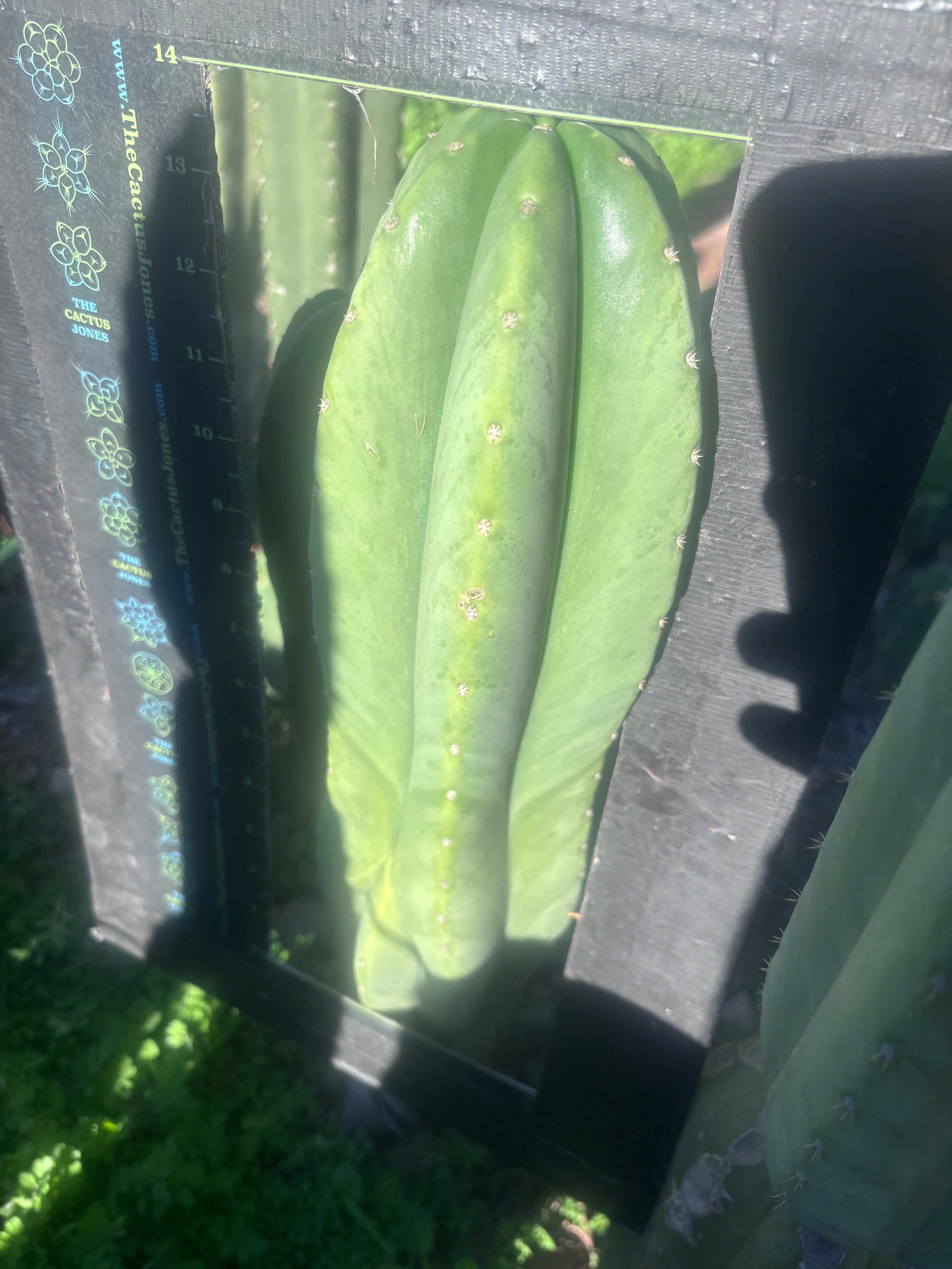 💎🌶️ Hulk x Juuls — XL 14” Tip