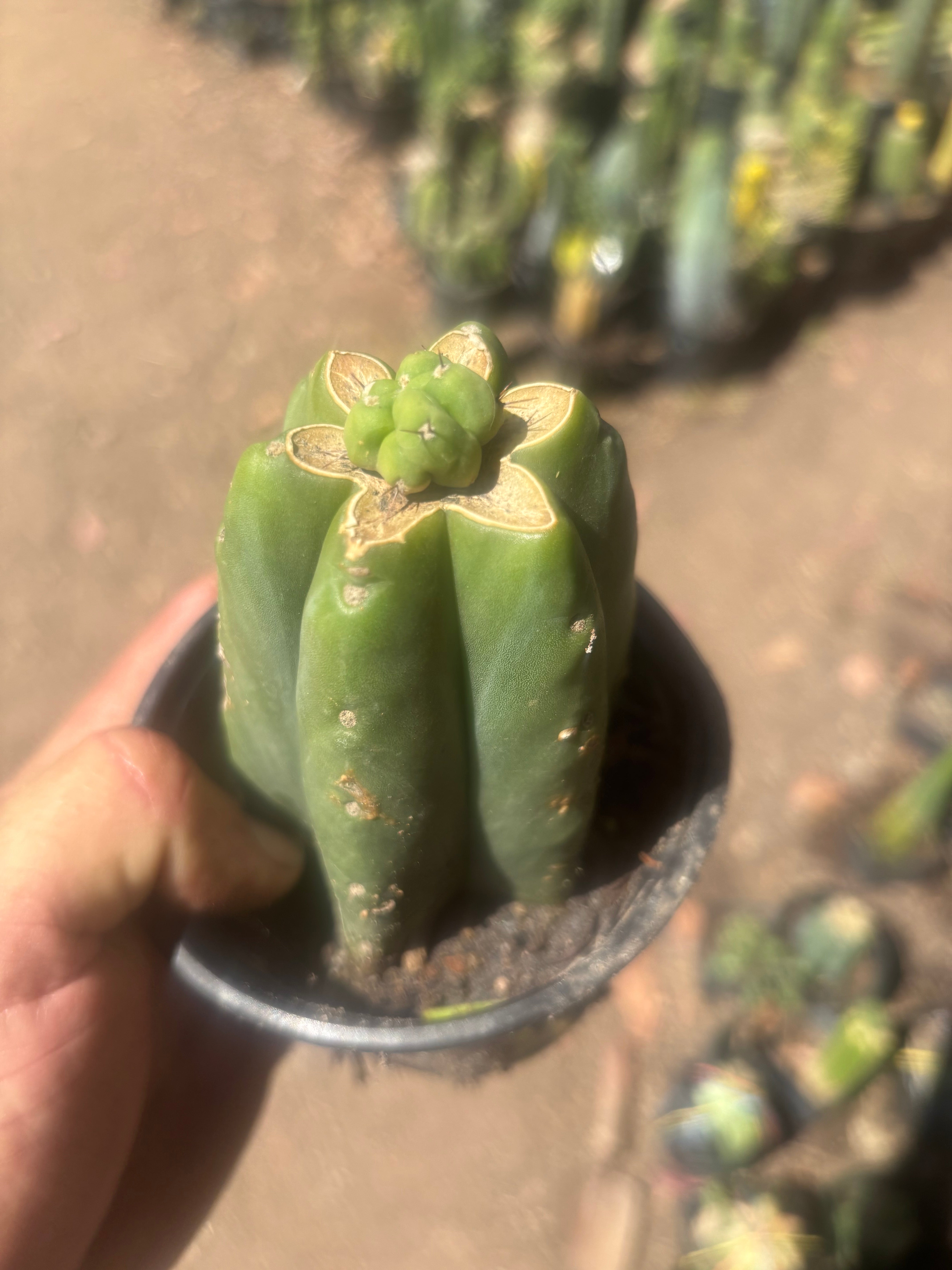👑💎🌶️  CSD — Another Pup Graft on Rooted Pierre
