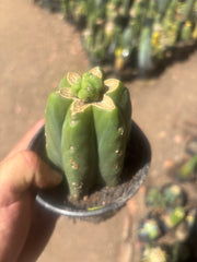 👑💎🌶️  CSD — Another Pup Graft on Rooted Pierre