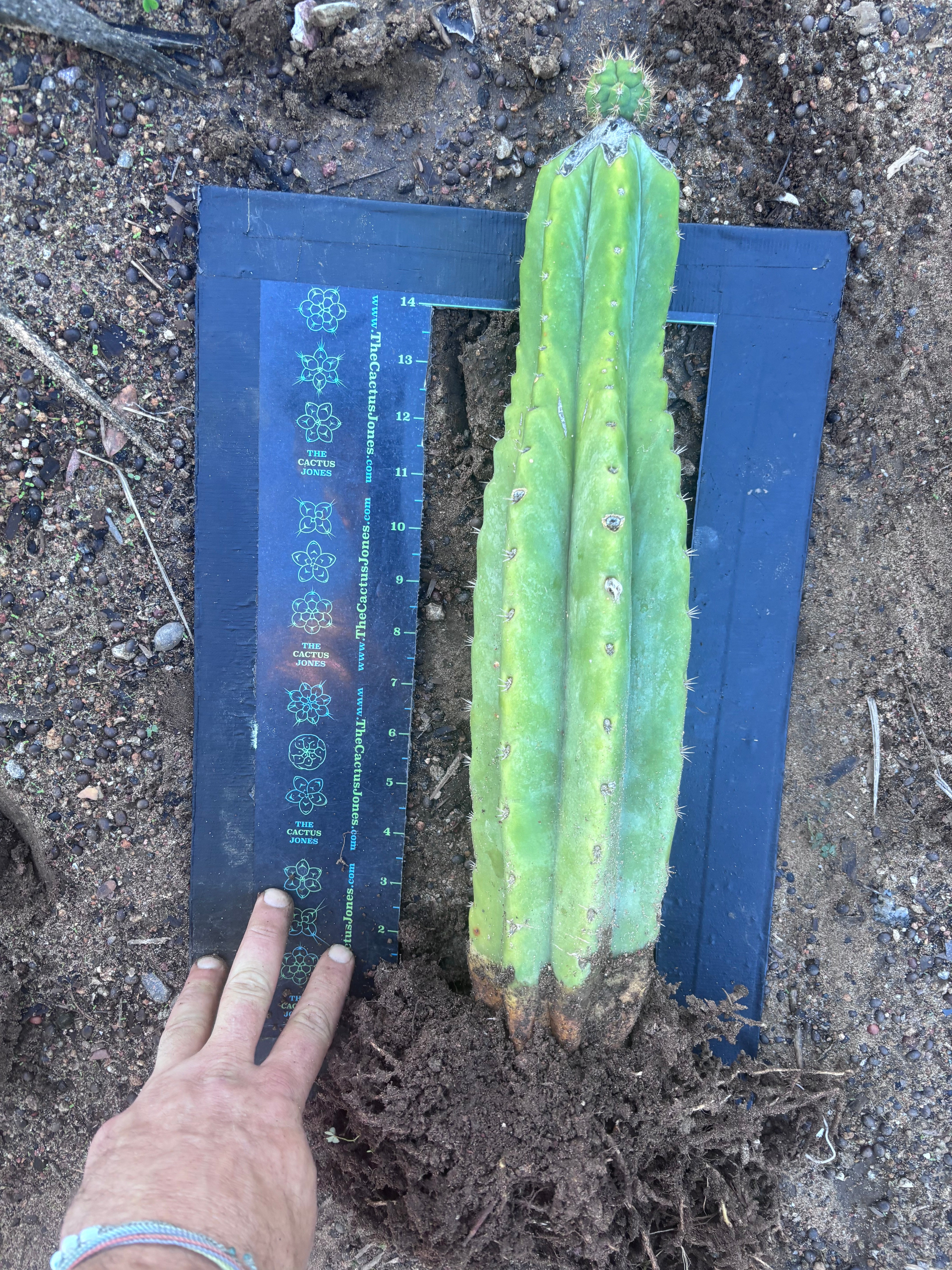 💎👑💎🌶️ CareBear — XL Rooted Graft