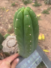 👑🌶️ Yogi — Fat 10” Pup