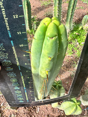 👑🌶️ Jiimz Twin Spine  — 12” Tips