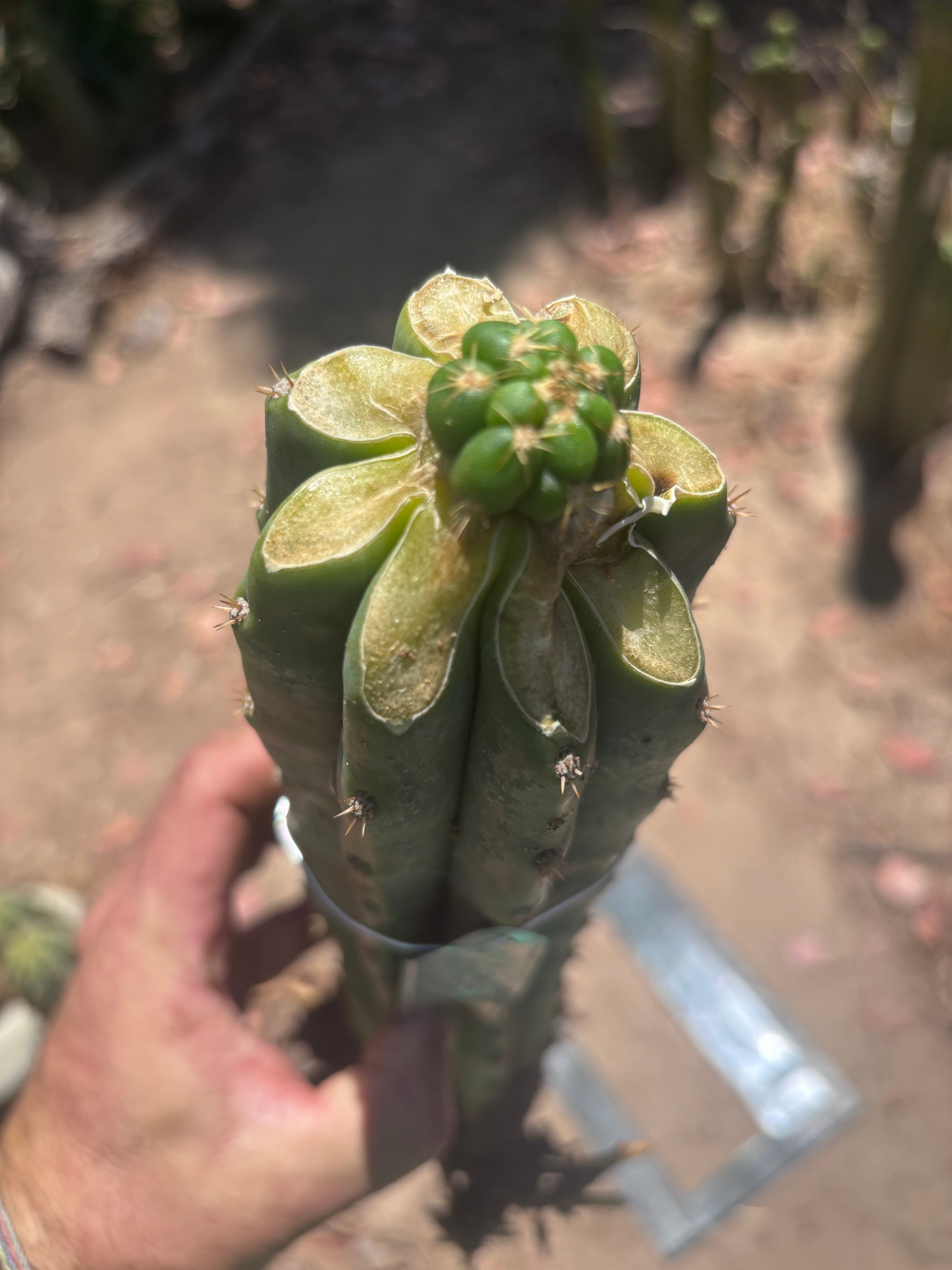 💎👑💎🌶️ CareBear — Fat Rooted Graft