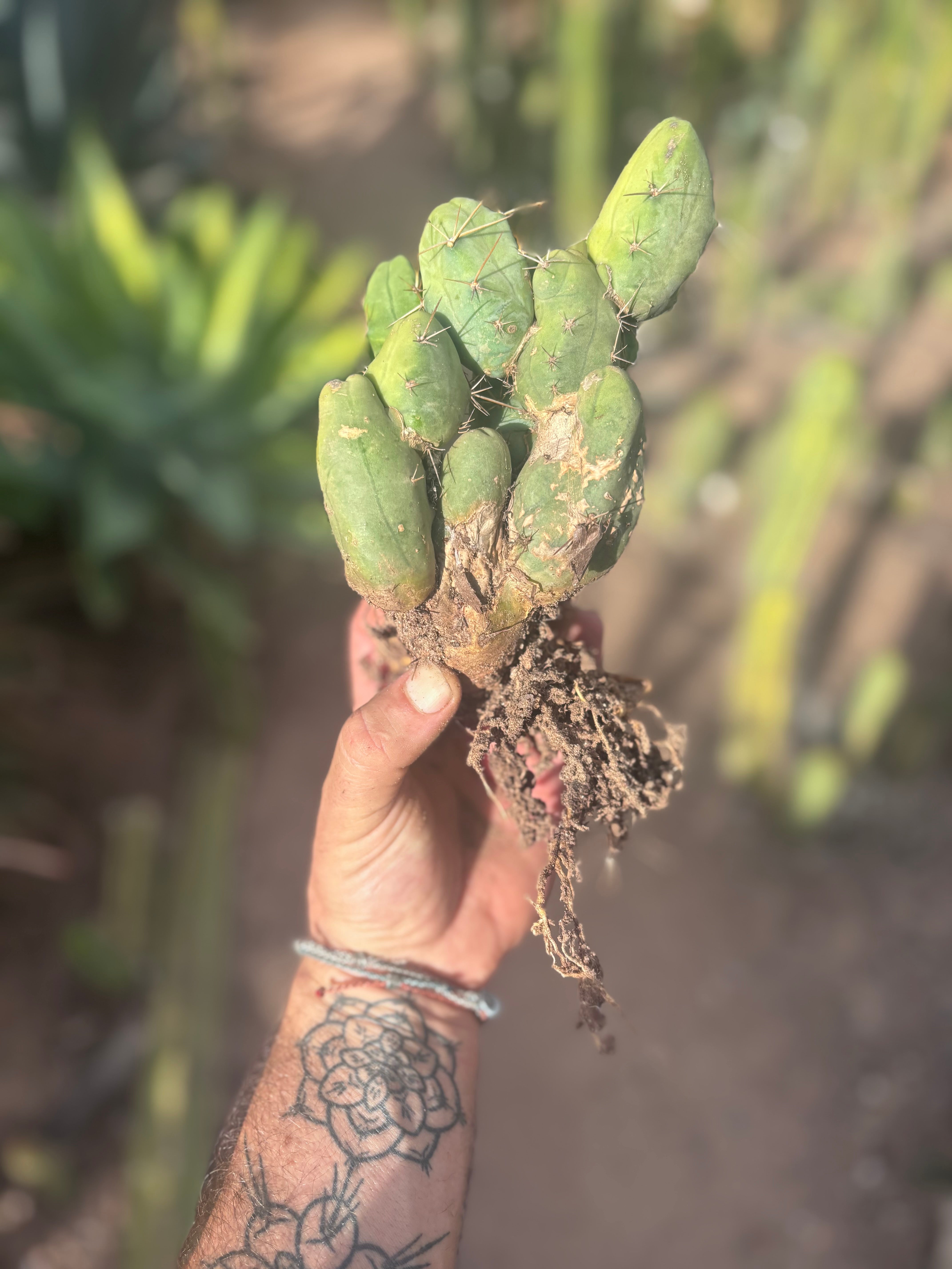 👑🌶️🌶️  TBM Clone B — Fully Rooted