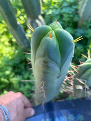 💎👑🌶️🌶️ SS02  — 10” FourWang Tip