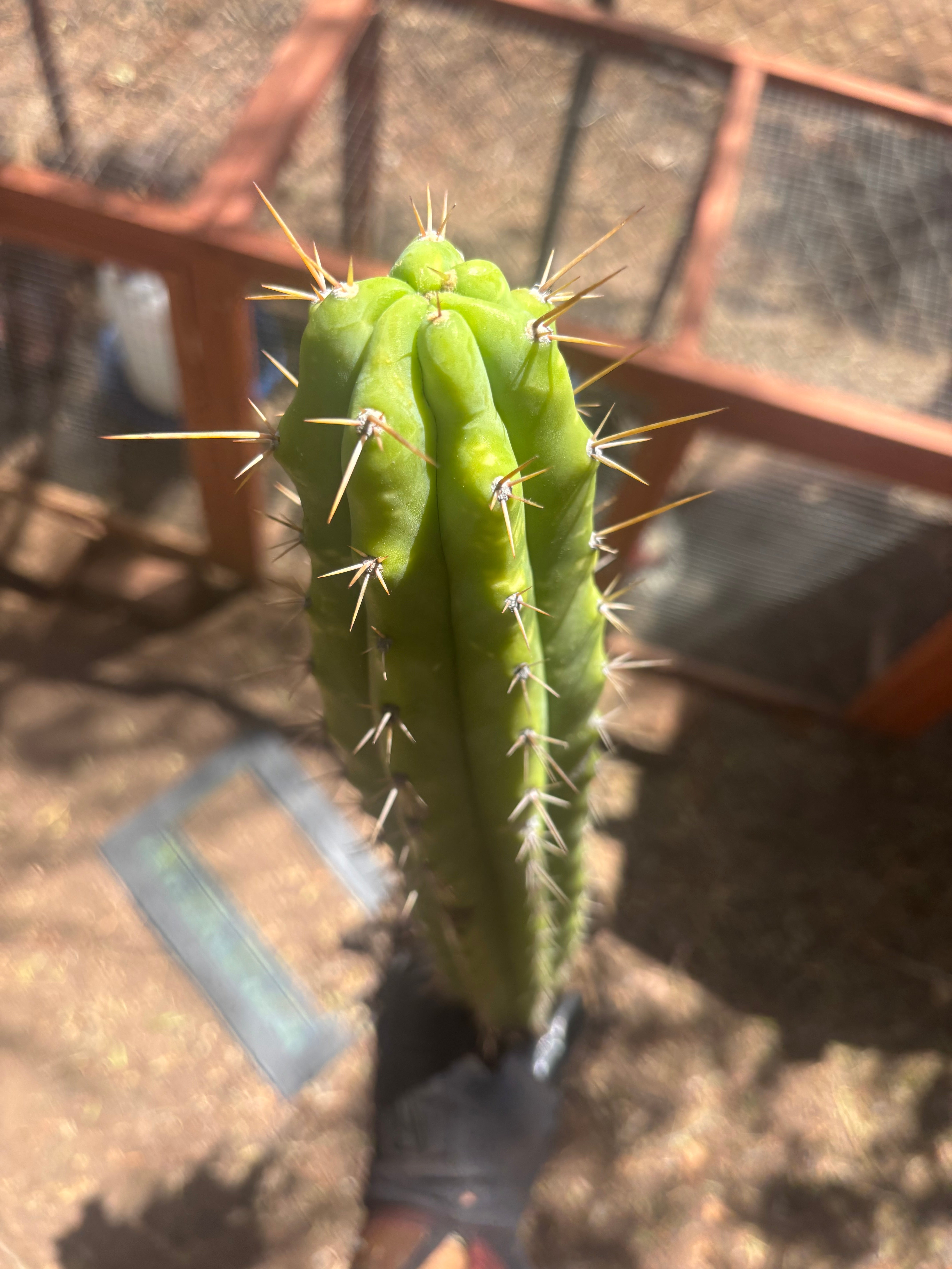 💎 SS02 x DeCosta — XL Seed Grown 21”