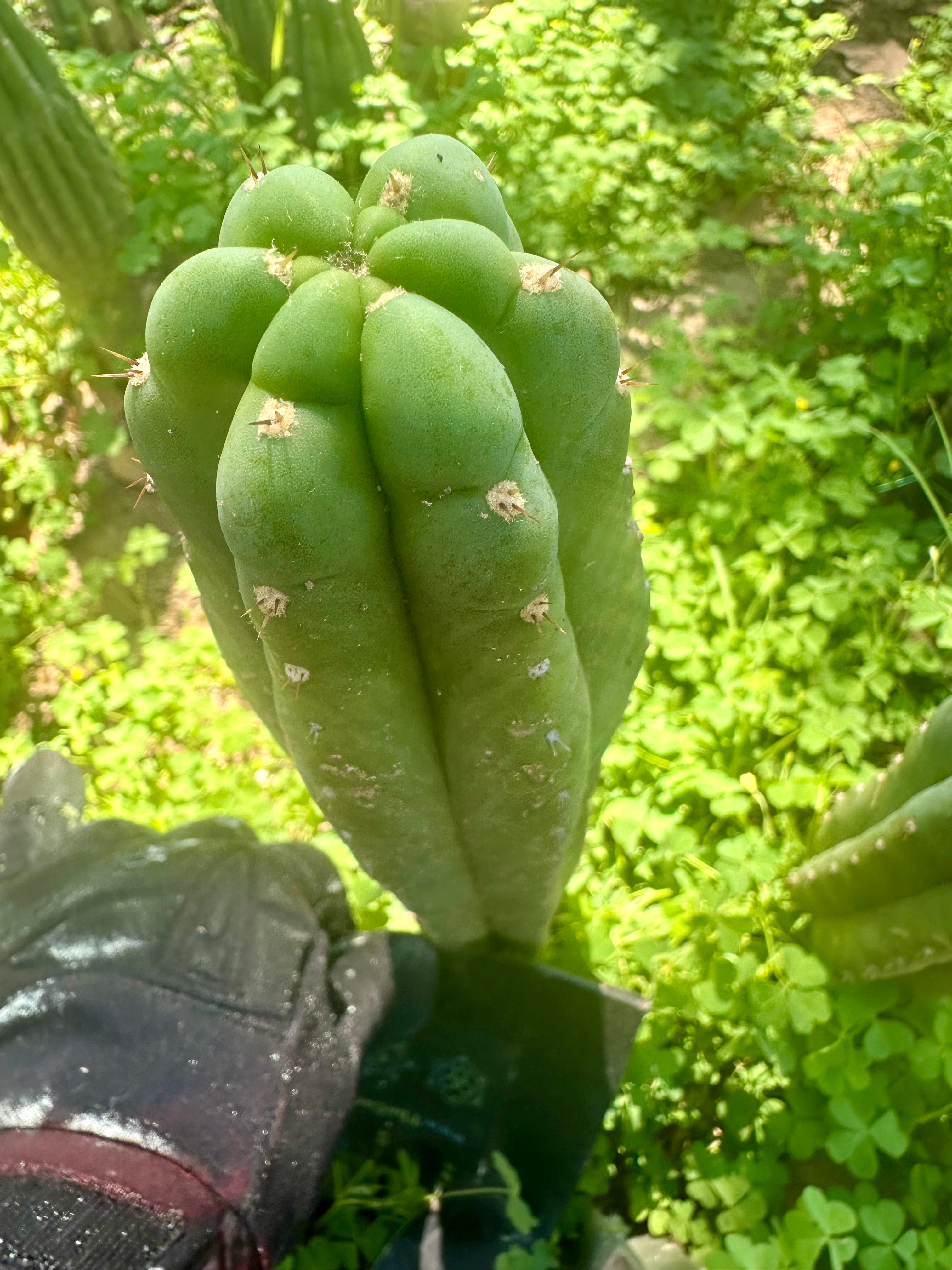 👑🌶️ Blue Ecuador— 10” Tip