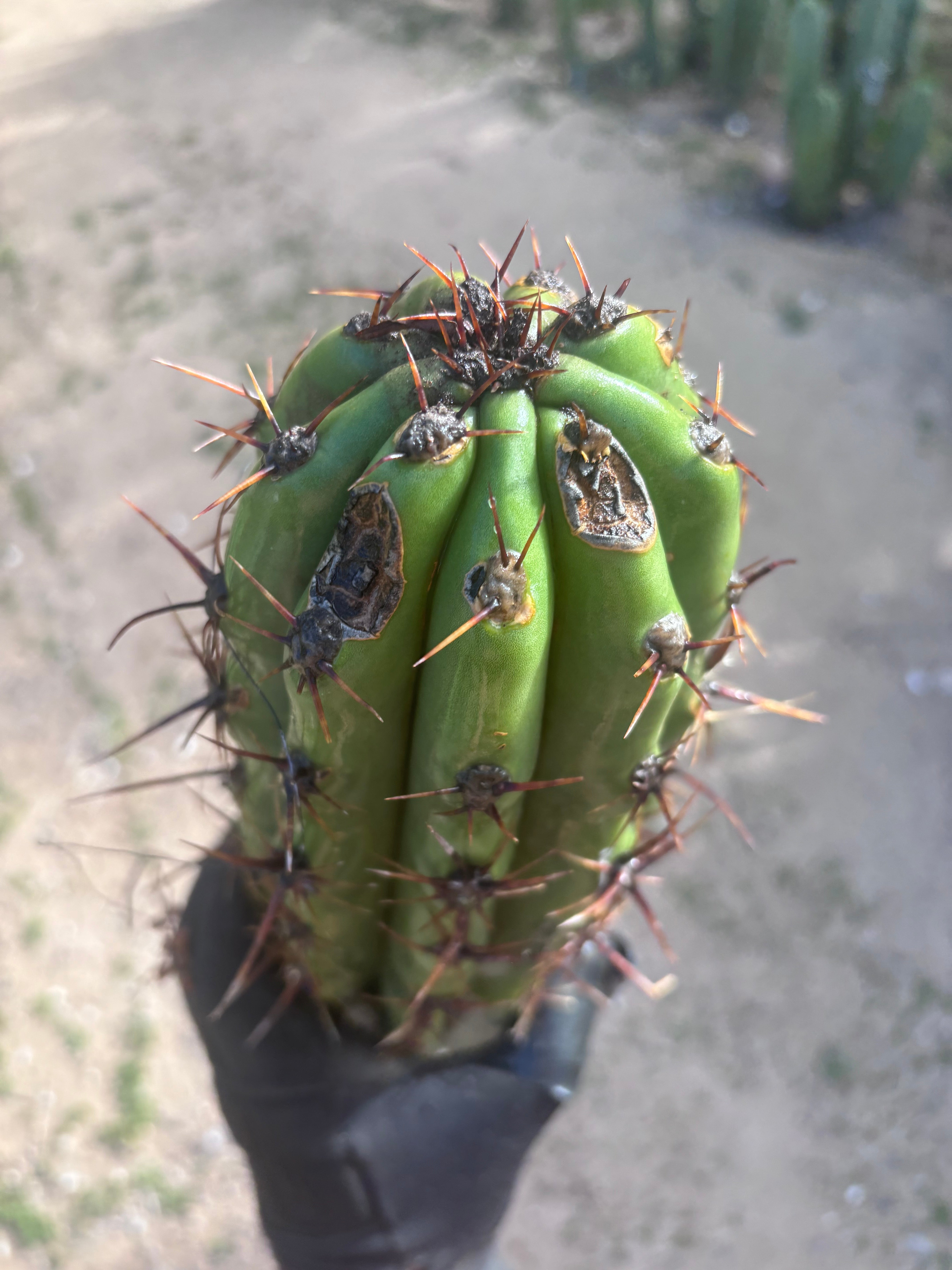 Tacaquirensis — Massive 16” Tip