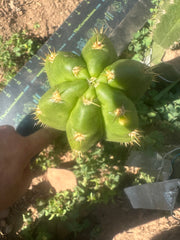 💎👑 CareBear — 8” Pup