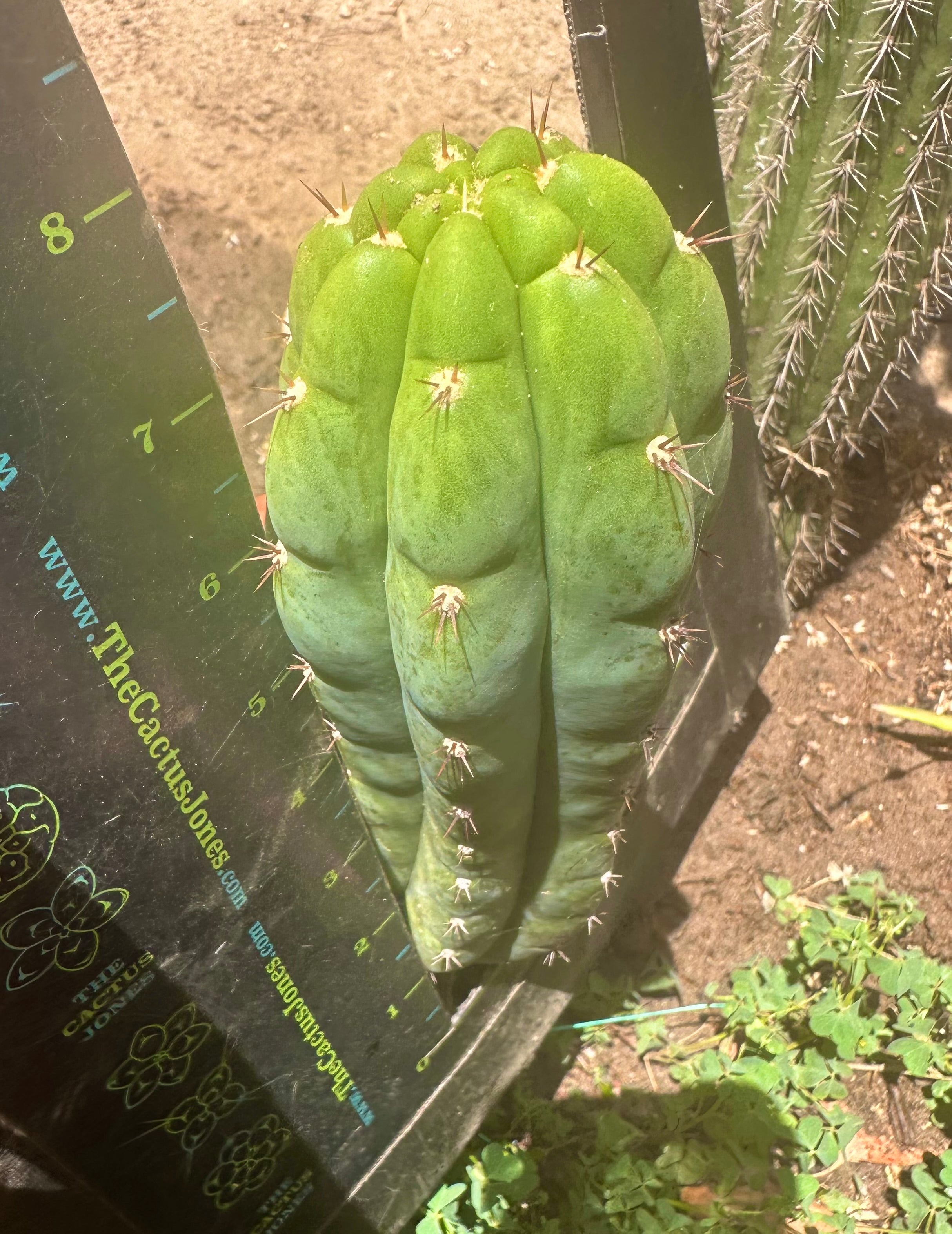 👑🌶️ Blue Ecuador— 8” Pup