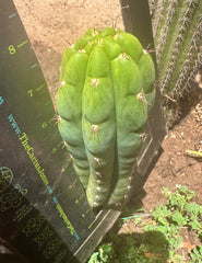 👑🌶️ Blue Ecuador— 8” Pup