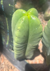 💎👑🌶️ Ferah — 8” Fourwang Pup