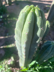 👑🌶️ Blue Ecuador — XL 14” Tip