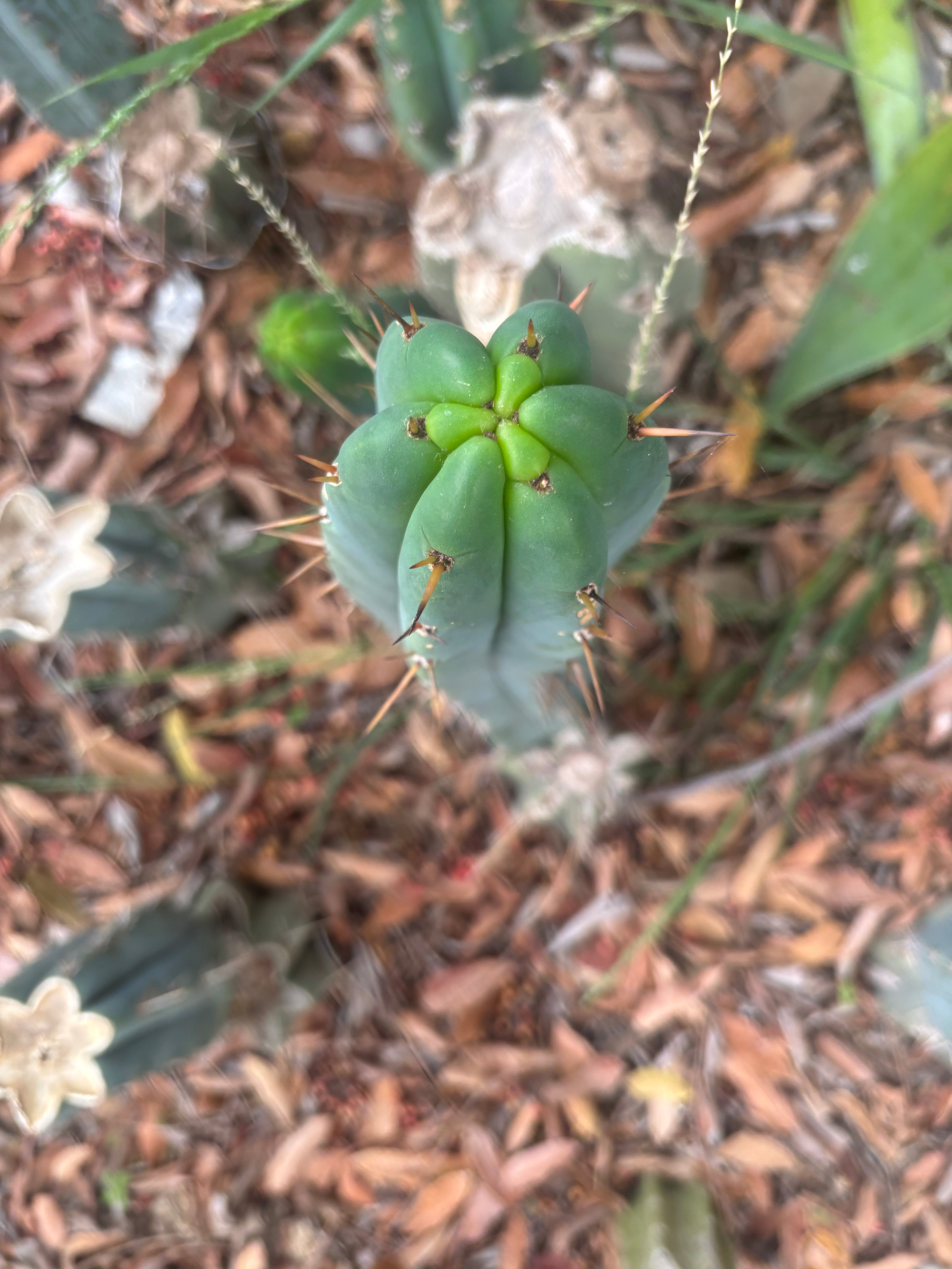 👑🌶️🌶️ Pala — Another 9” Tip