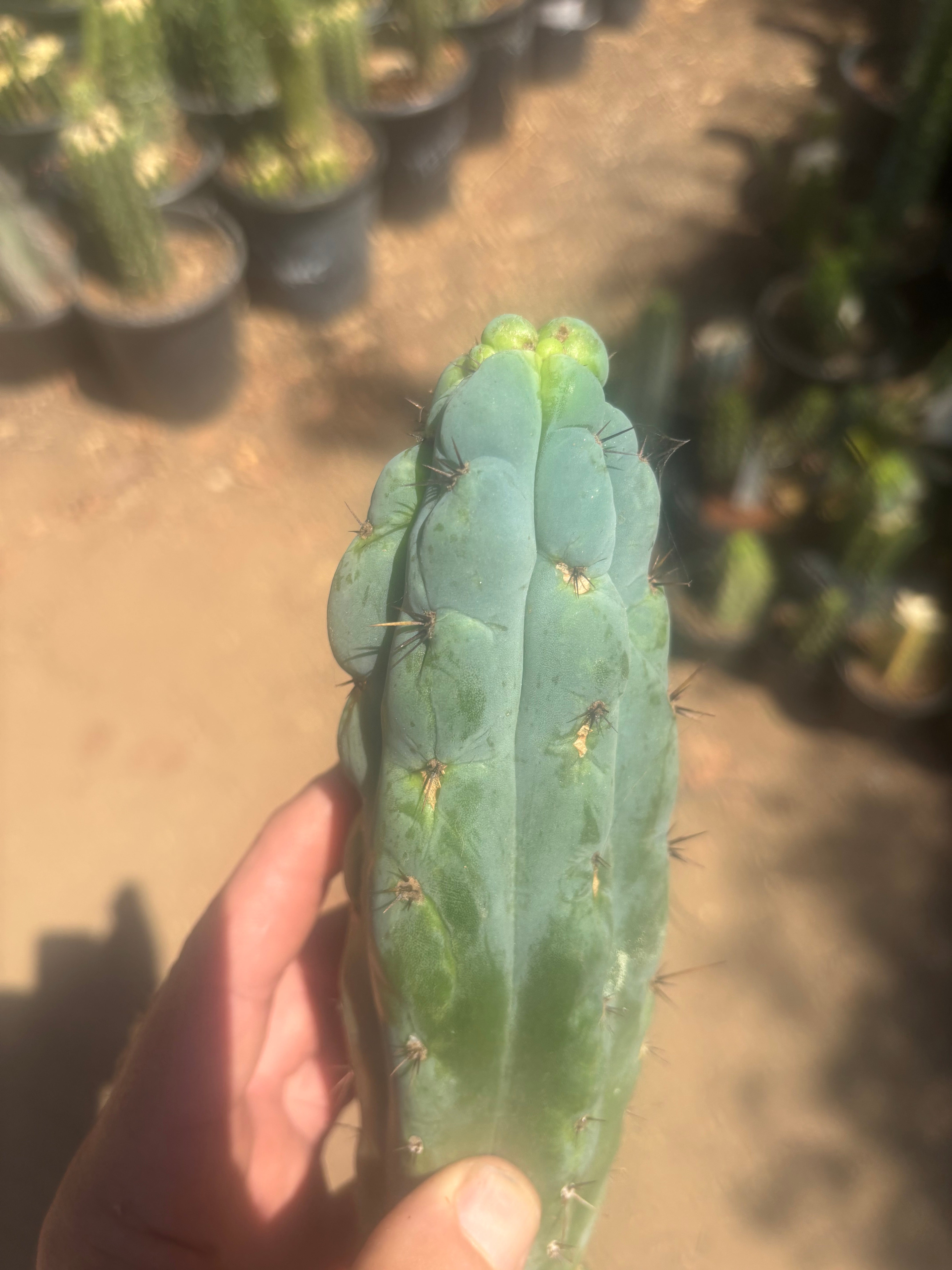 💎👑💎 Y2K  — 8.5” Tip