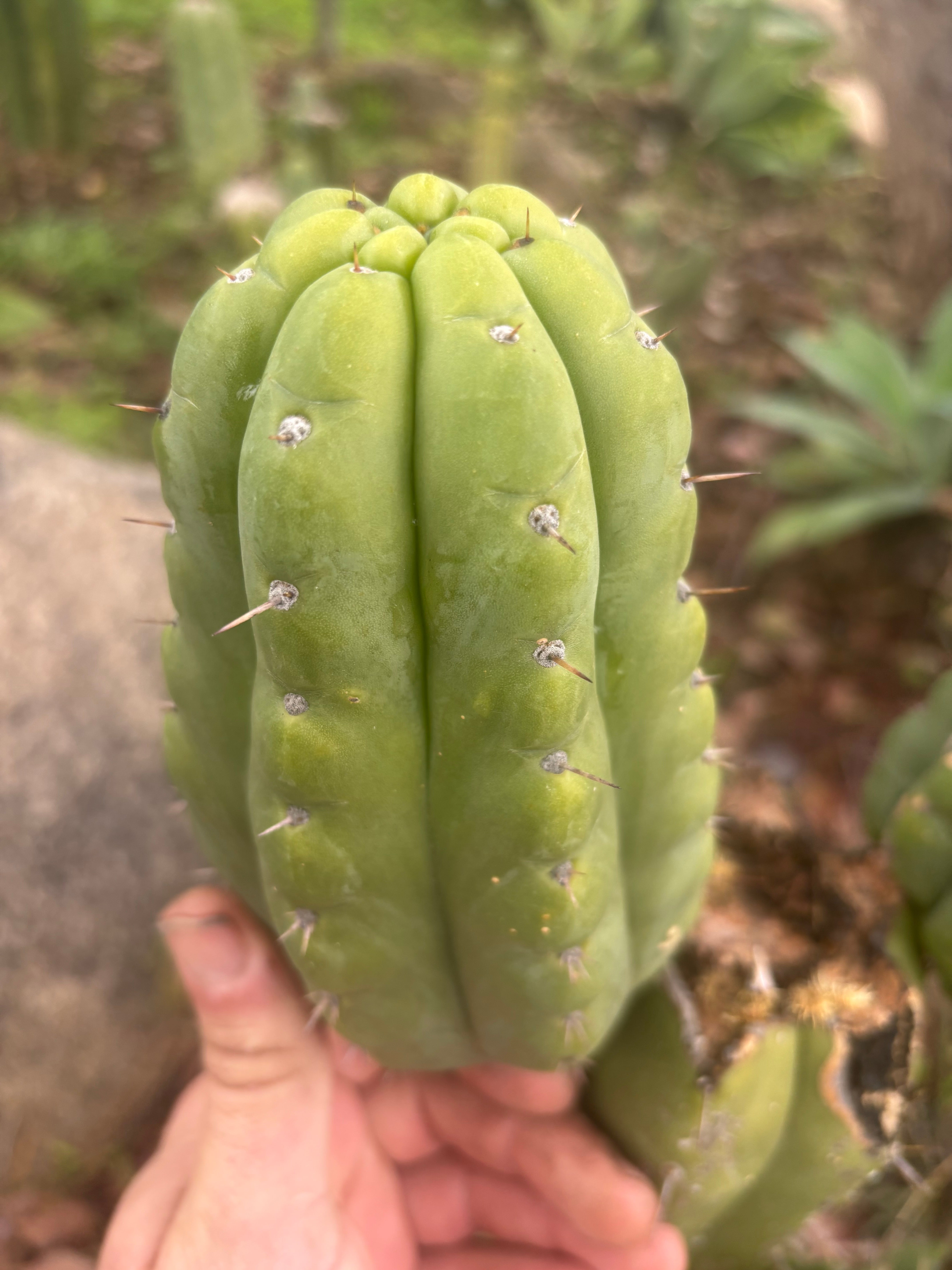👑🌶️ Lima — 3 Grenades for 1