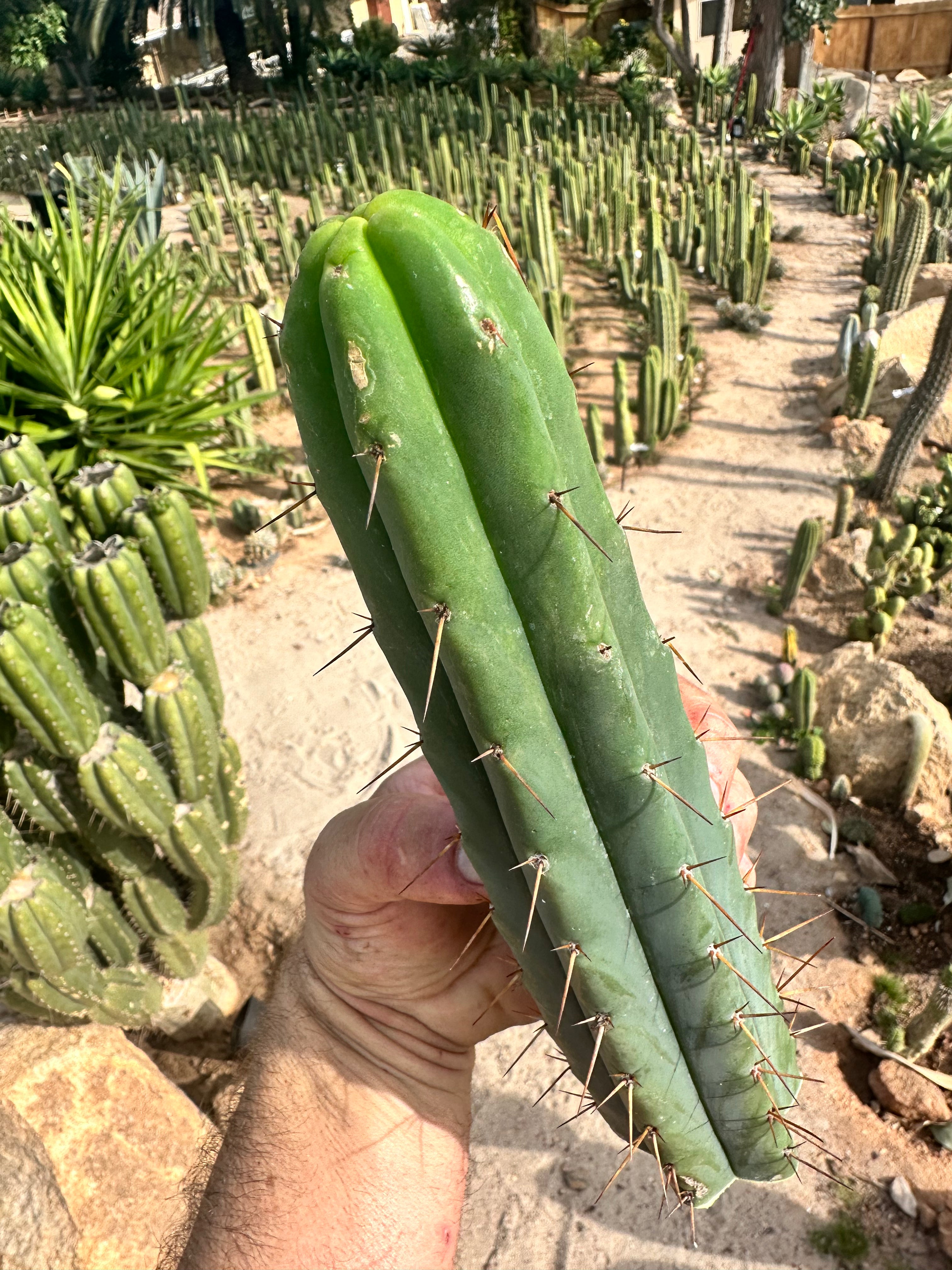 10” Bridgesii Tips — FREE ADD-ON ITEM!