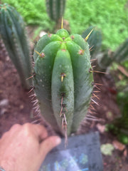 👑 Victoria  — 10” Tip
