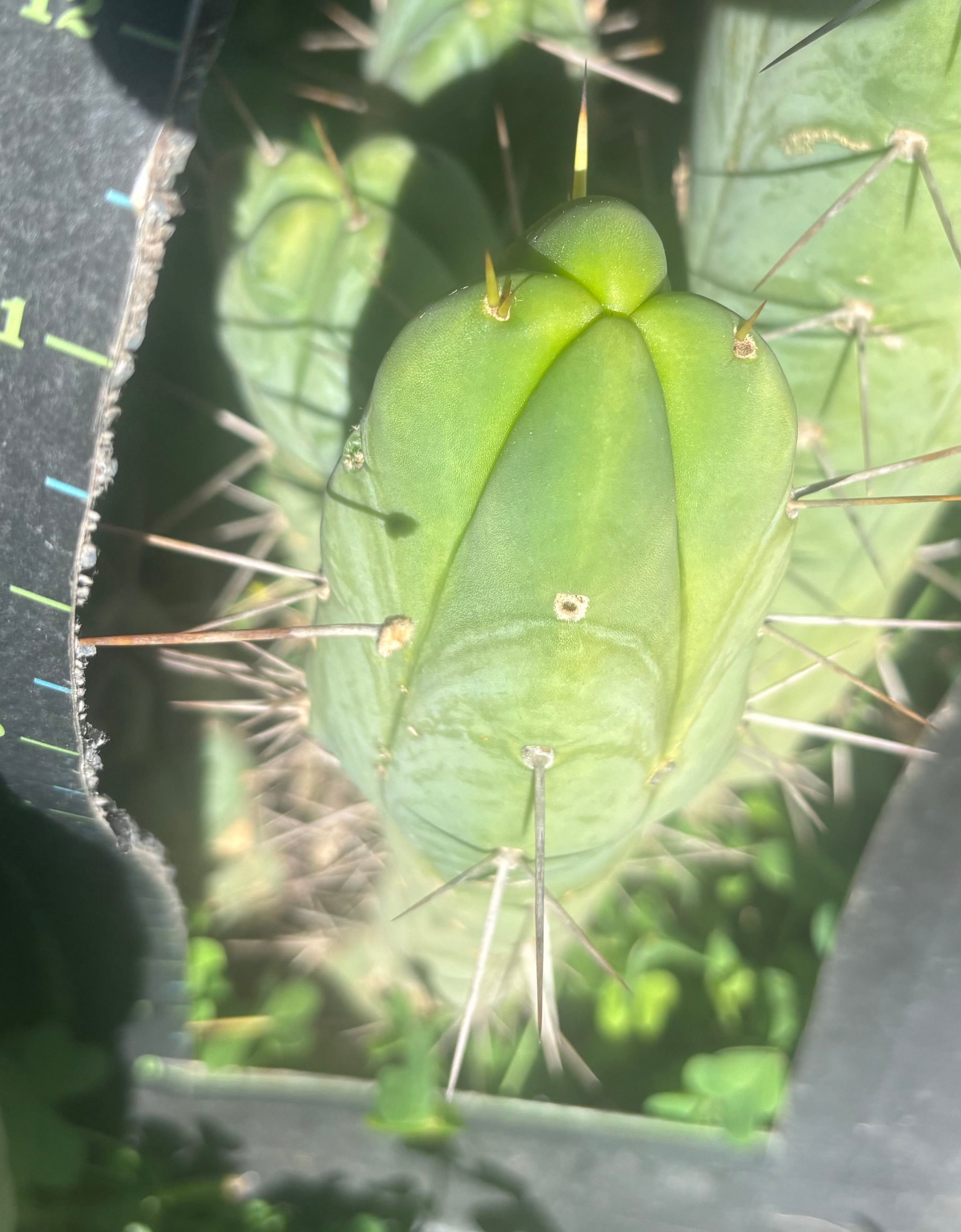 👑🌶️ Quattro — 11” Tip