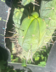 👑🌶️ Quattro — 11” Tip